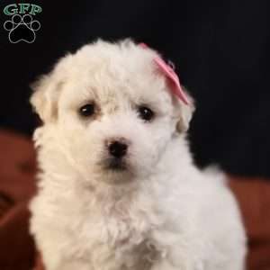 Brianna, Bichon Frise Puppy